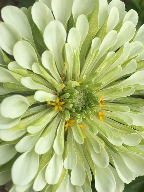 green dahlia 
