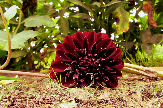 Dahlia ‘Arabian Night’