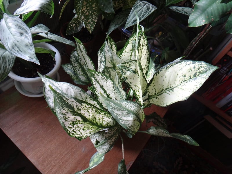 Aglaonema First Diamond