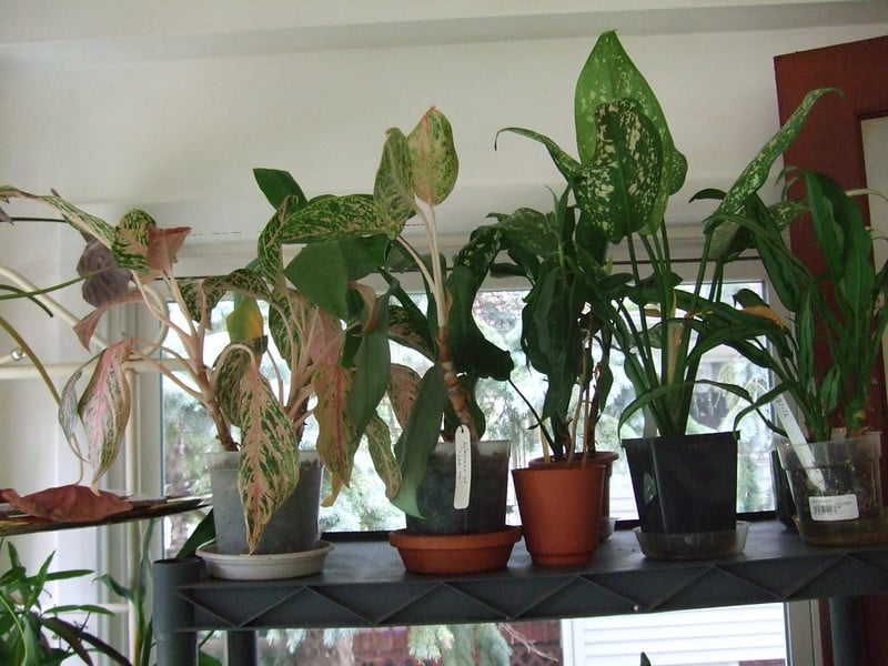 Aglaonema display tips