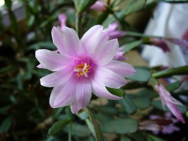 Hatiora Gaertneri - Easter Cactus