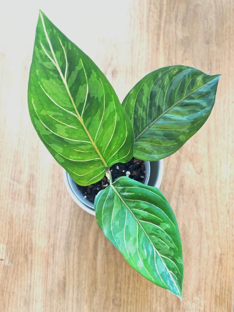camouflage aglaonema pictum tricolor