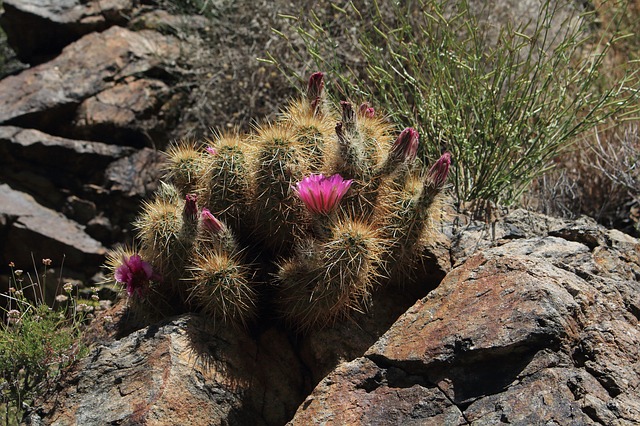 Hedgehog Cactus
