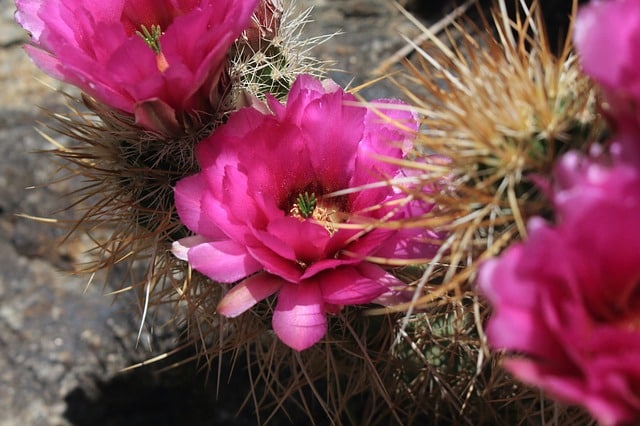 Hedgehog Cactus