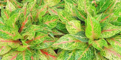Aglaonema varieties