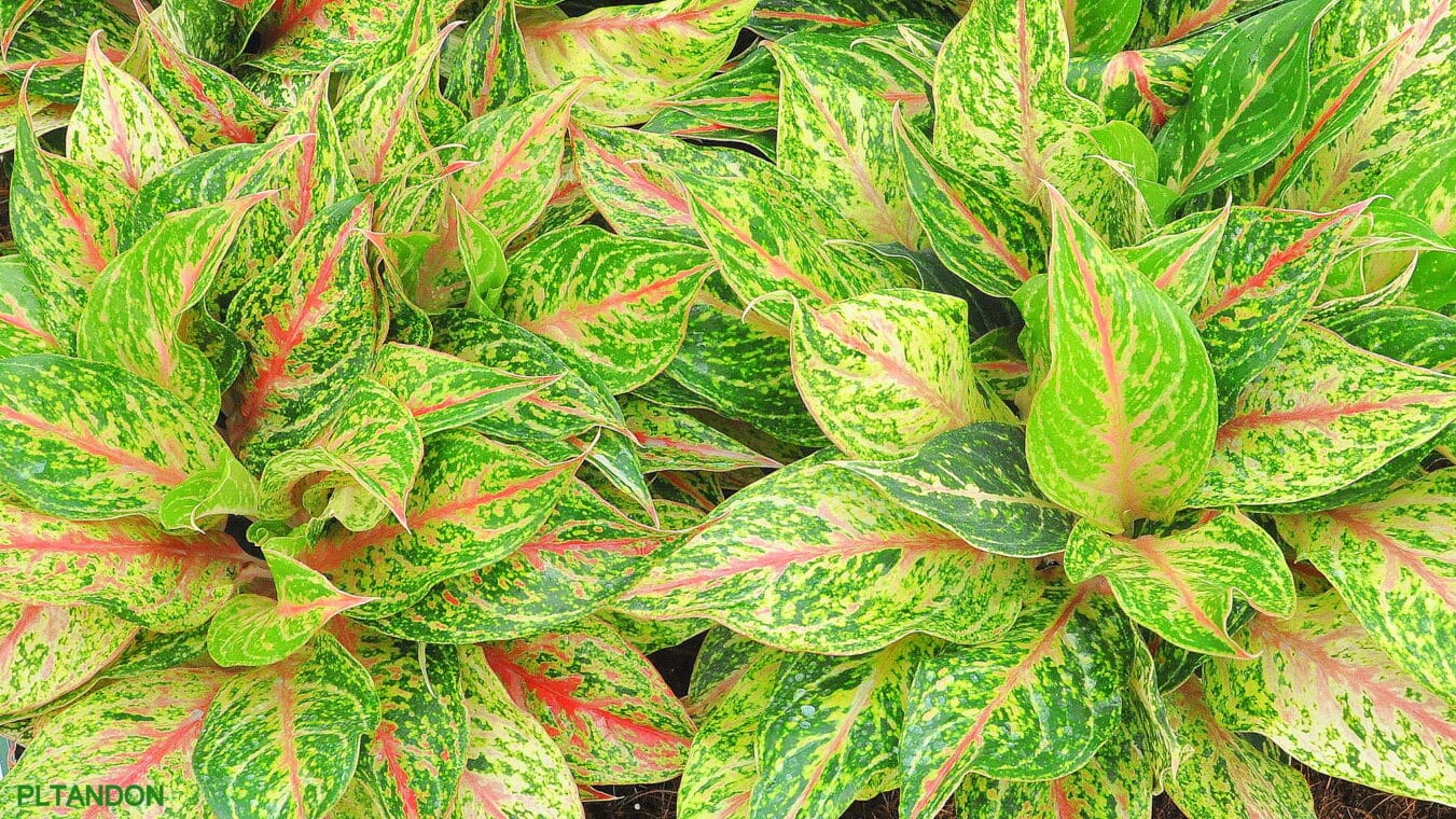 25+ Intriguing Aglaonema Varieties for Gardeners Fascinated by Chinese Evergreens