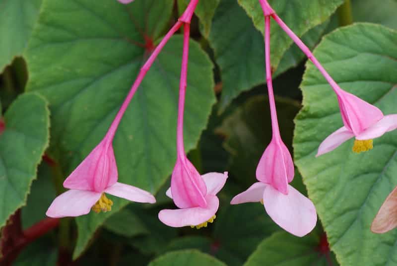 Be careful not to overfertilize Hardy Begonia