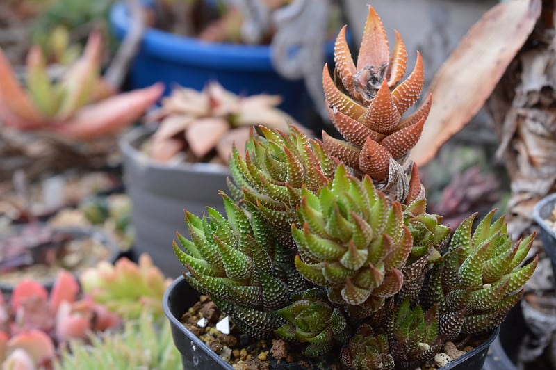 It's not necessary to fertilize Haworthia coarctata 