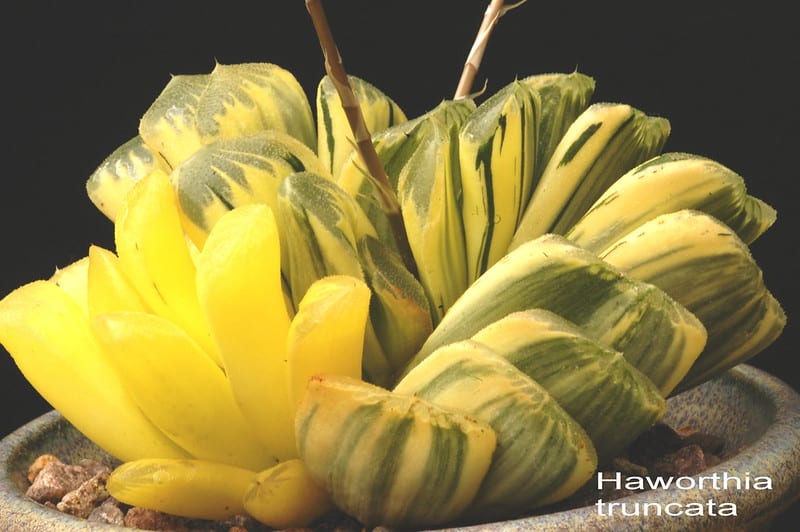 Haworthia truncata fertilization