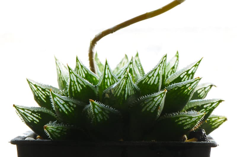 Haworthia retusa doesn't require fertilization