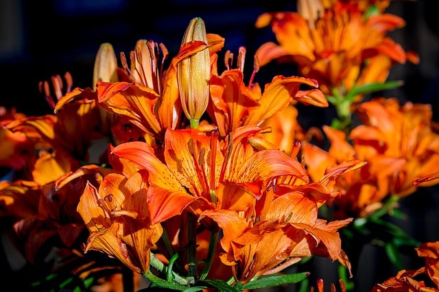 Cyrtanthus sanguineus - Fire Lily
