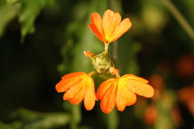 Firecracker flower