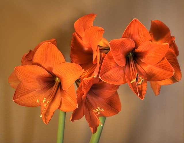 Amaryllis bulbs
