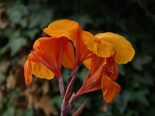 Canna x generalis