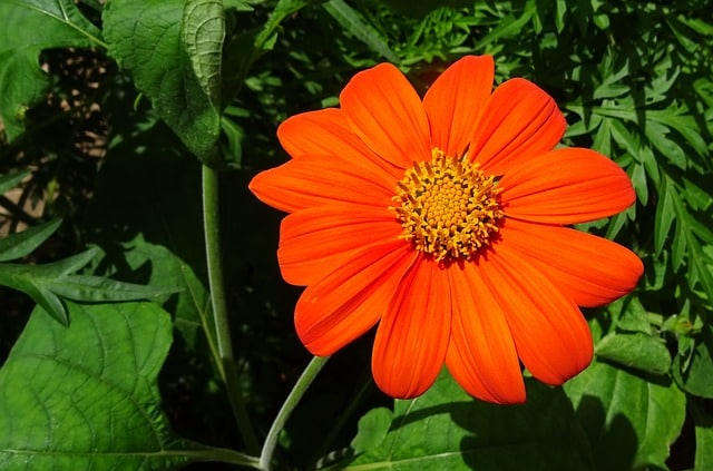 Tithonia rotundifolia - Mexican Sunflower