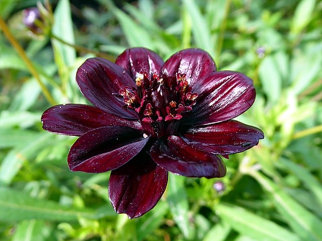  Chocolate Cosmos