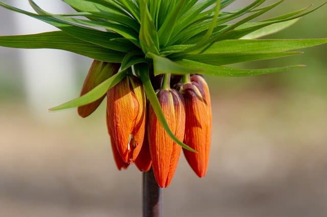 Crown imperial