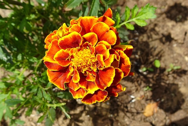 tagetes patula L. -French Marigold