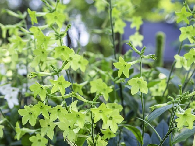 Nicotinia alata - Flowering tobacco
