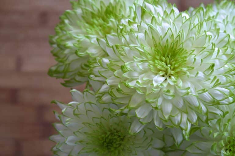 Amazing and Exotic Green Flowers – List of 40+ Pics and Care Tips