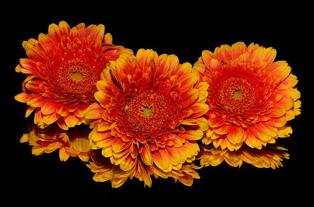 Gerbera daisy