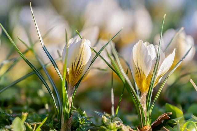 Crocus ‘Pickwick’