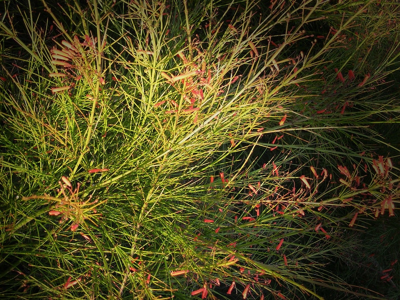 Firecracker plant foliage