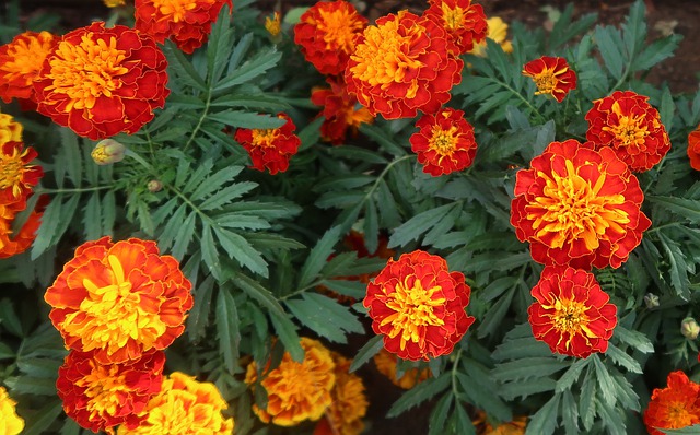 Tagetes patula - French Marigold