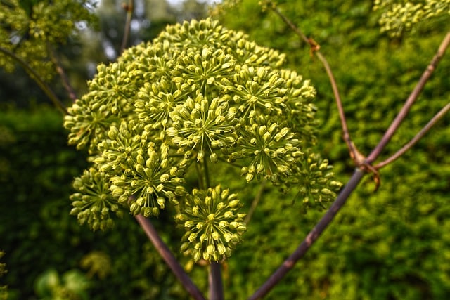 Angelica "Wild Celery"