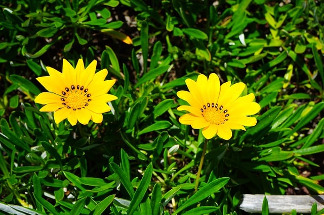 Gazania rigens - Gazania