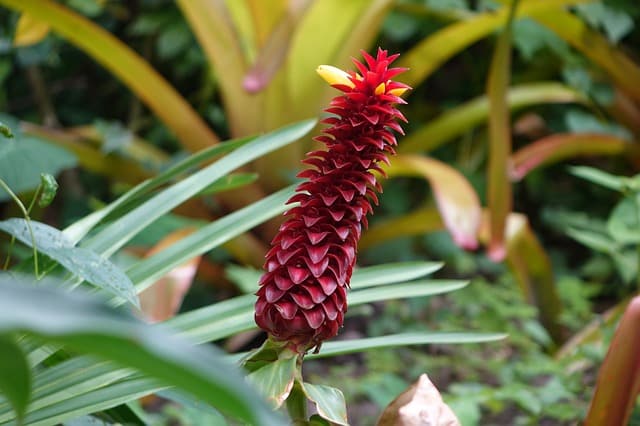 Curcuma roscoeana - Flowering ginger