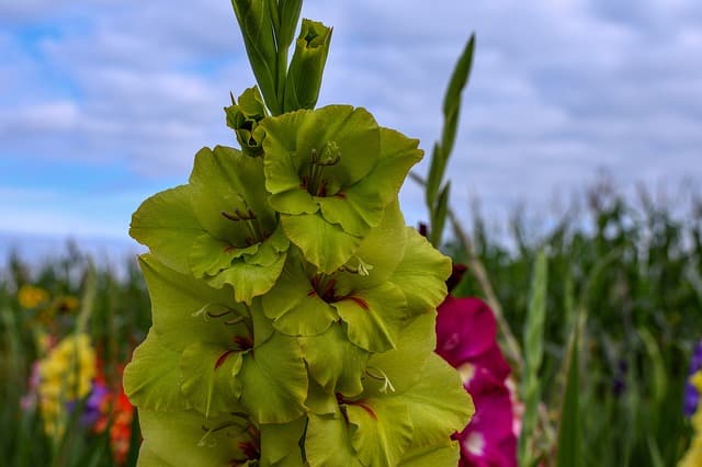 Gladiolus hortulanus "Green Lace"