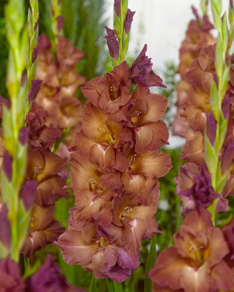 Gladiolus