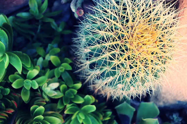 Golden Barrel Cactus