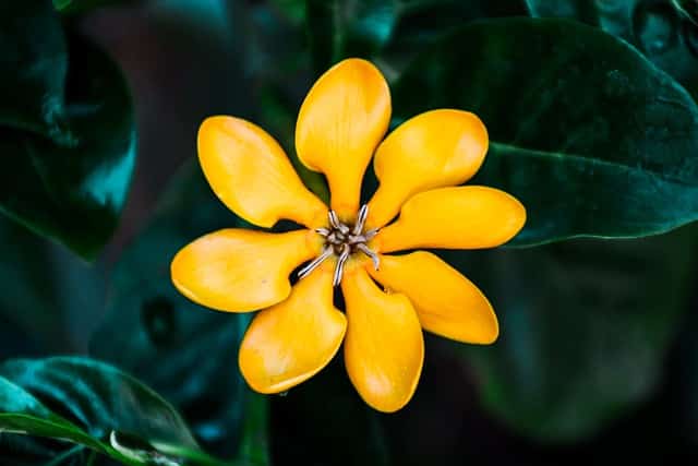 Gardenia carinata - Yellow Gardenia