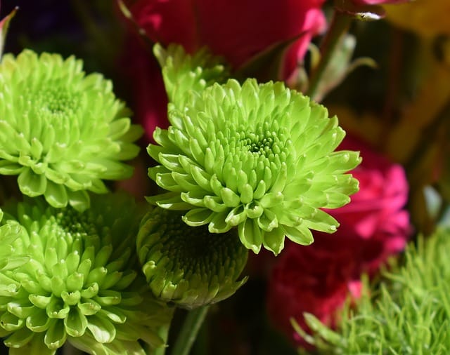 Green chrysanthemum