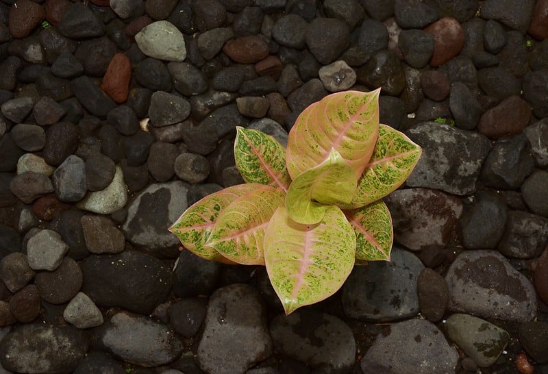 Aglaonema ‘Harlequin’