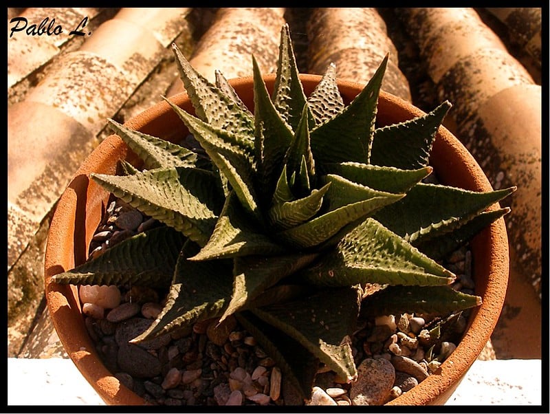 Haworthia limifolia plants