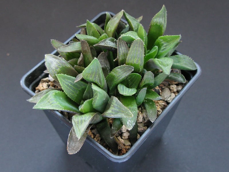 Haworthia retusa can be propagated from offsets