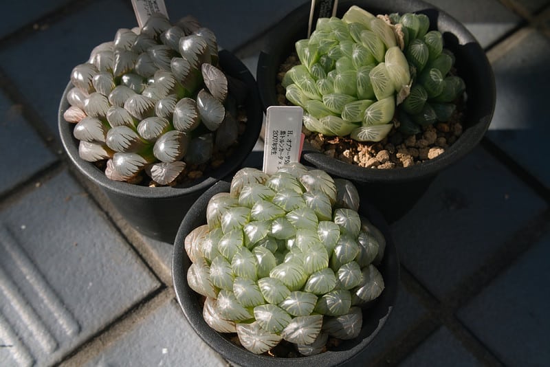 Haworthia Cooperi needs well-draining soil