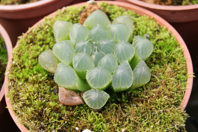 Haworthia cooperi