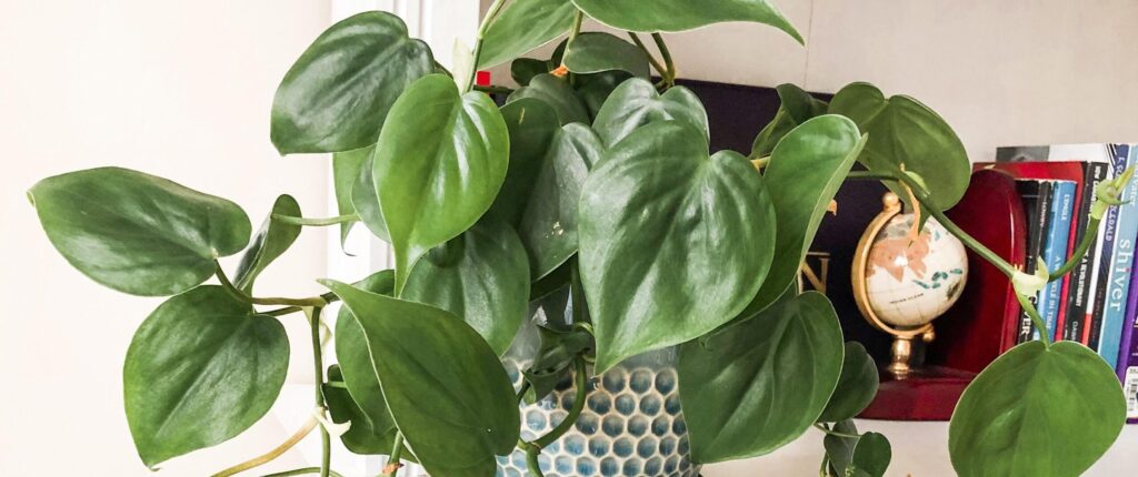 Philodendron hederaceum