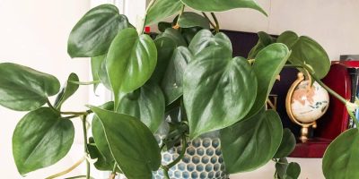Philodendron hederaceum