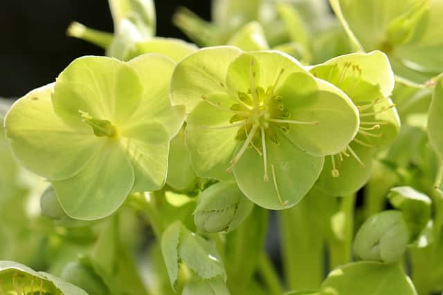Hellebores viridis