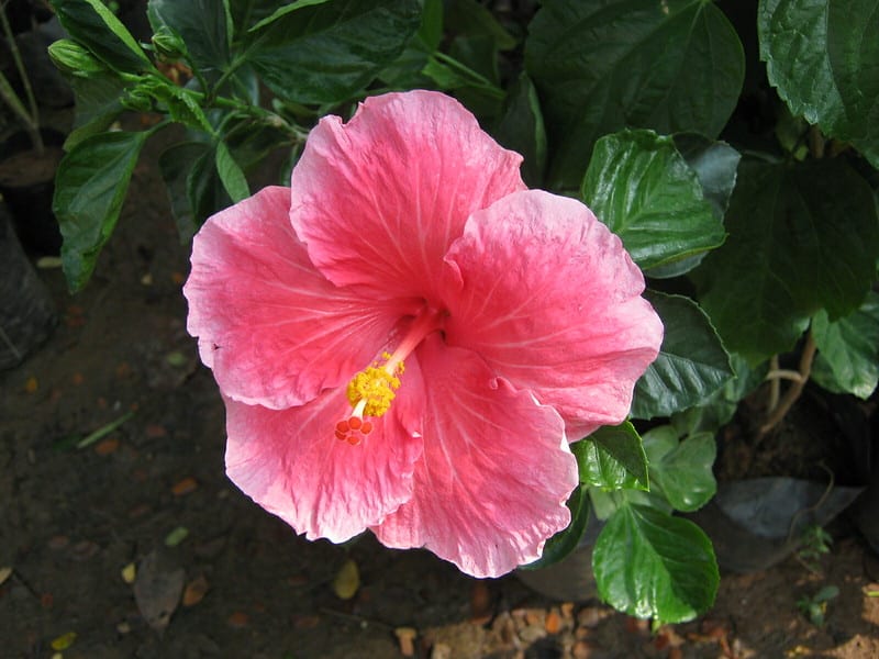 Hibiscus