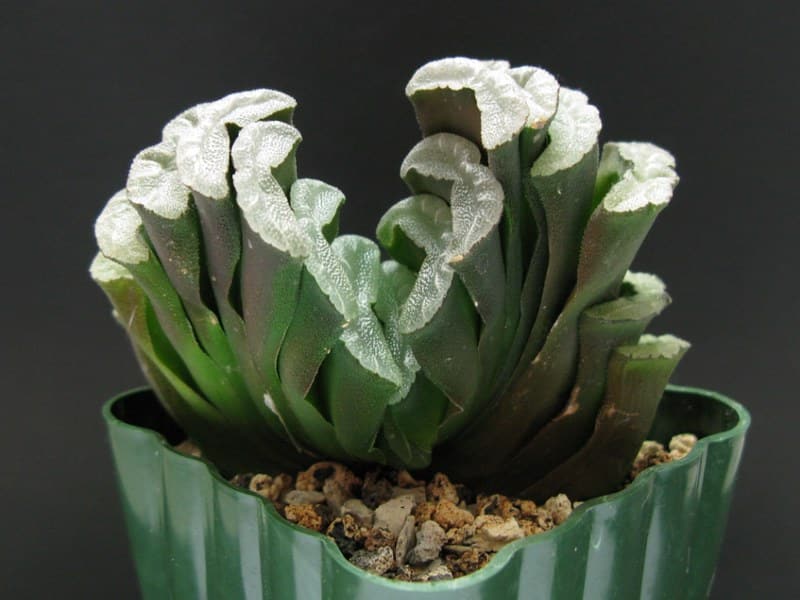 Horse's Teeth Haworthia
