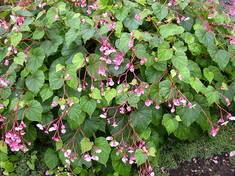 Begonia Grandis requires higher humidity