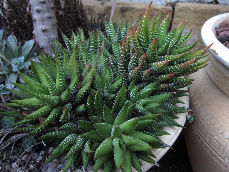 Haworthiopsis coarctata temperature and humidity requirements 