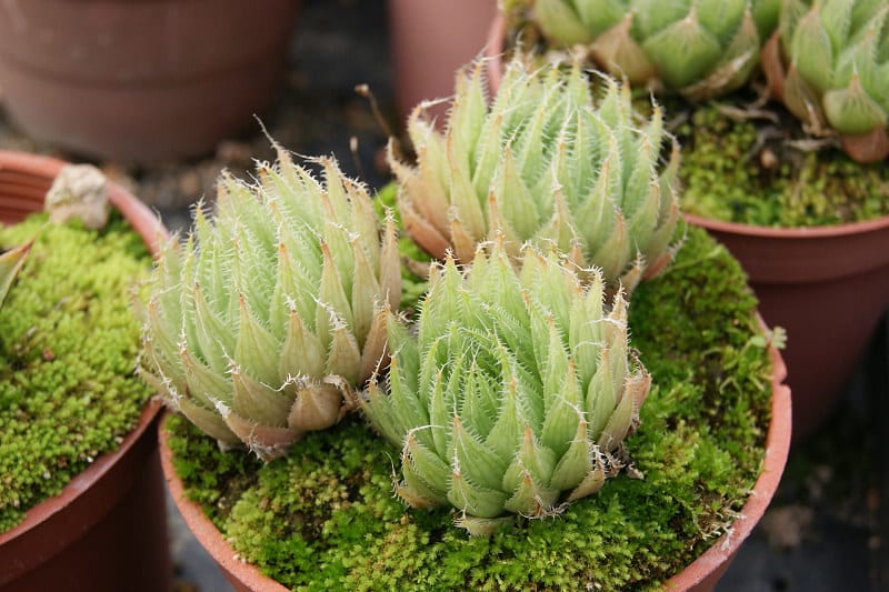 Imitate natural conditions to adjust good humidity levels for Haworthia Cymbiformis