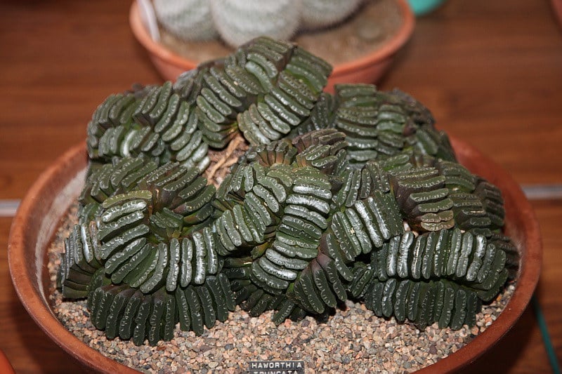 Haworthia truncata humidity requirements